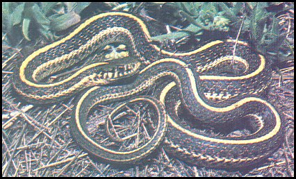 Plains Garter Snake