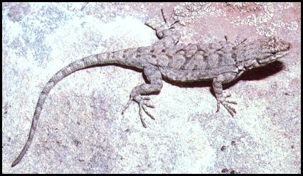 Tree Lizard