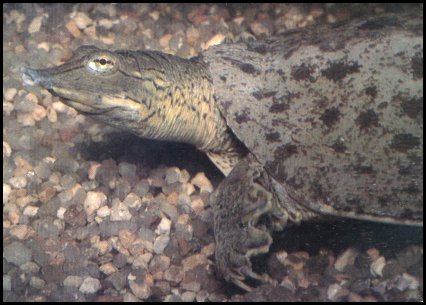 Western Spiny Softshell