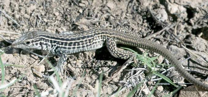 Triploid Colorado Checkered Whiptail