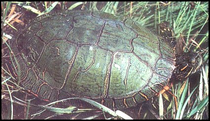 Painted Turtle