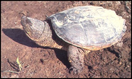 Snapping Turtle