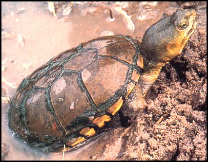 Yellow Mud Turtle