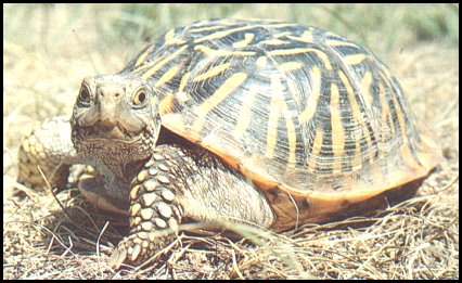 Ornate Box Turtle